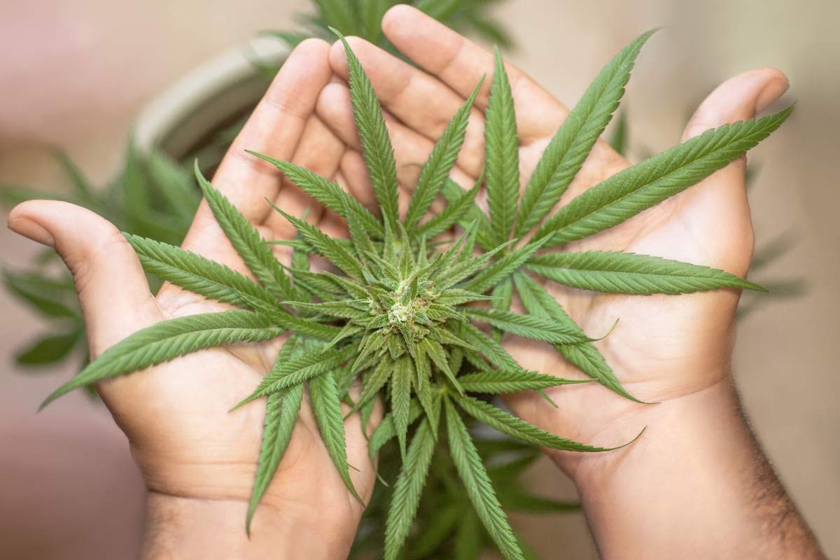 Survey in Spain shows 50% in favour of legalising marihuana and majority pro medical use - Vimarsana News